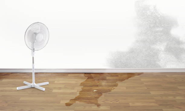 Best Water damage contractors near me  in Harmony, PA